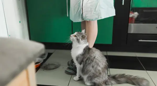 Gato gris y blanco mira hacia arriba, esperando algo. Quizás un poco de feromonas para gatos para calmarse.
