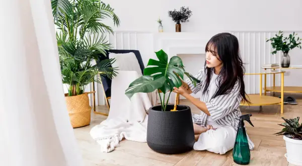 Młoda kobieta pielęgnuje monstera w salonie. Obok niej stoi zielony spryskiwacz.