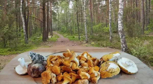 Sezon na kurki kiedy: najlepszy czas na zbieranie kurek w Polsce
