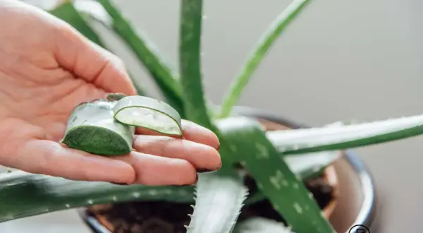 Hand hält Aloe Vera Blattstücke, die das klare Gel zeigen. Natürliche aloe vera anwendung für Hautpflege.