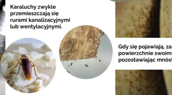 Jak karaluchy się rozmnażają? Zaskakujące fakty o ich cyklu życia