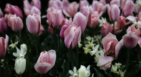 En blomsteräng med rosa tulpaner och vita små blommor, perfekta för att odla tulpaner. Vattendroppar glittrar på kronbladen.