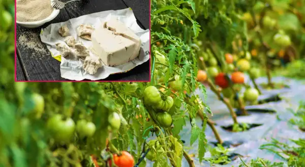 Naturalny oprysk z drożdży dla zdrowych pomidorów. W rogu zdjęcie kostki drożdży i miseczki z proszkiem.