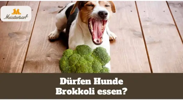 Ein Hund gähnt neben einem Brokkoli. Die Frage "Dürfen Hunde Brokkoli essen?" und "brokkoli hund wie lange kochen" wird thematisiert.
