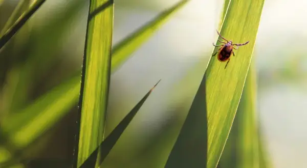 Naturalne sposoby na kleszcze: Ochrona siebie i ogrodu