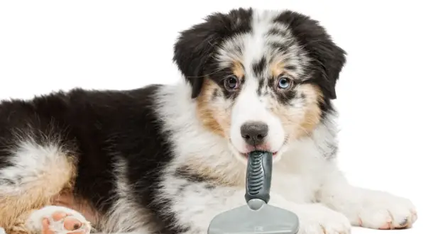 Ein niedlicher australian shepherd langhaar Welpe spielt mit einer Bürste.