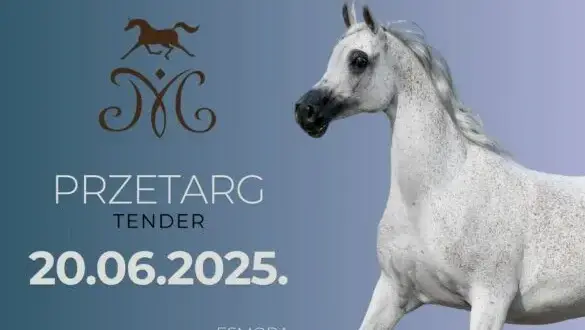Stadnina koni na sprzedaż – najlepsze oferty koni czystej krwi