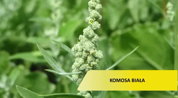 Zielona, kłująca komosa chwast z drobnymi nasionami.