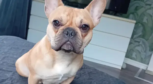 En söt fransk bulldogg sitter på en mörk kudde och tittar rakt in i kameran.
