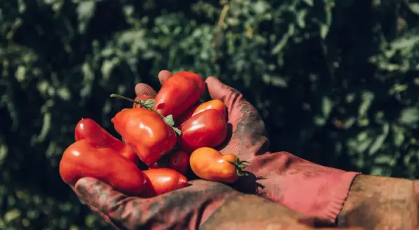 Hände in roten Handschuhen halten eine Ernte frischer, leuchtend roter San Marzano Tomaten vor einem grünen Hintergrund.
