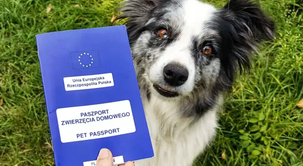 Paszport dla psa, czyli ile kosztuje wyrobienie paszportu dla psa, w rękach właściciela obok wesołego border collie na trawie.