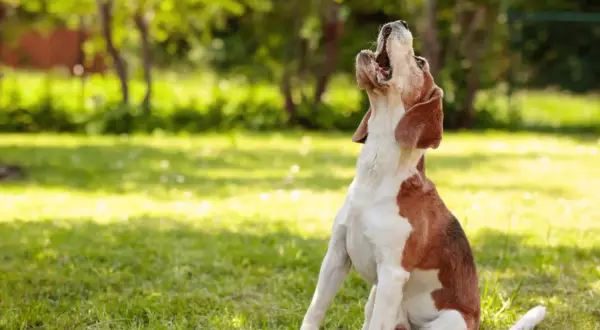 Un beagle sentado en el césped, aullando al cielo. Parece uno de esos perros que ladran mucho.