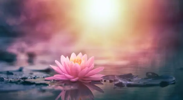 Flor de loto rosa flotando en agua serena, reflejando su belleza. El significado de la flor de loto rosa evoca pureza y renacimiento.