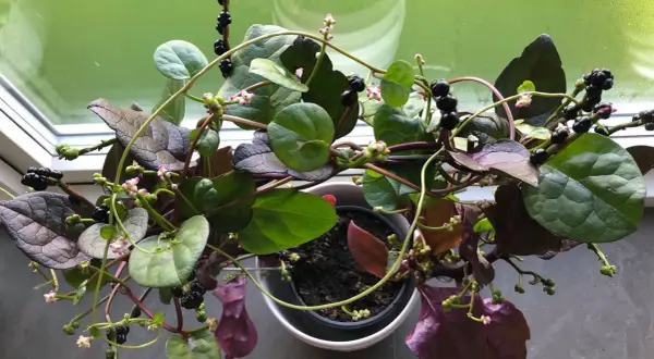 Malabarspenat med mörka bär och små rosa blommor. Vissa delar av malabarspenat är giftiga.