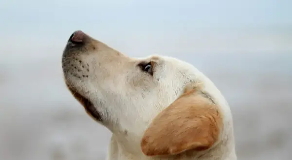 Labrador z zaciekawieniem patrzy w górę, jakby czekał na smakołyk po odrobaczaniu.