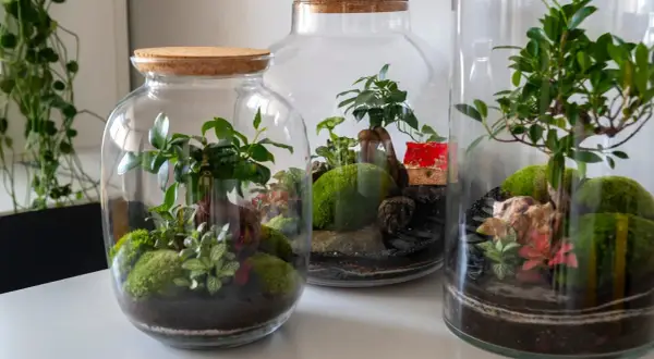 Miniaturowe ogrody w słoikach, pełne zieleni i mchu, tworzą magiczny świat. Każdy ogród w słoiku to małe dzieło sztuki.