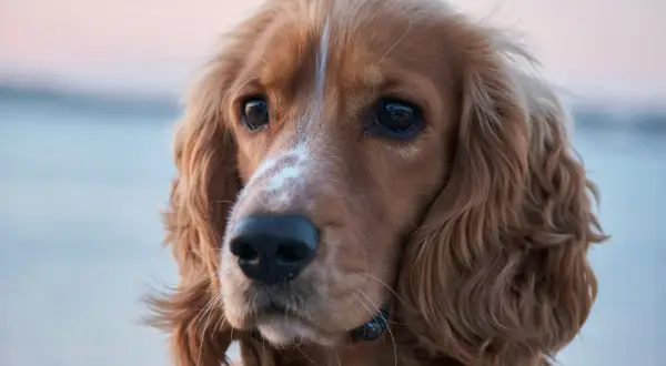 Uroczy cocker spaniel, jedna z wielu odmian tej rasy, z błyszczącymi oczami i falującą sierścią.