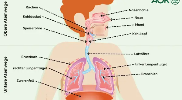 Schema der Atemwege: Von Nase und Mund über Kehlkopf und Luftröhre bis zu Lungenflügeln und Bronchien. Hilfreich bei spastischer Bronchitis.