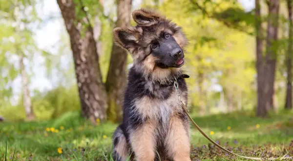 Ein niedlicher Schäferhundwelpe sitzt im Gras und lernt, wie man Welpen erzieht.