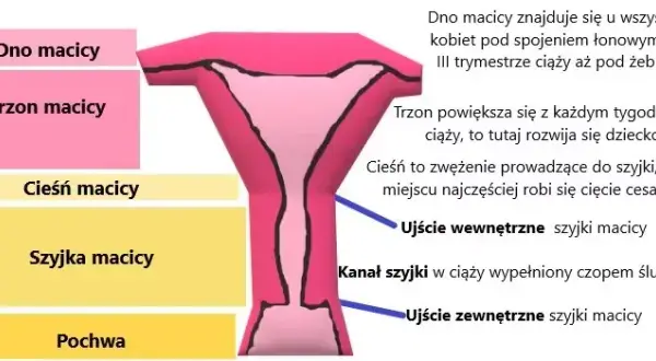 Jak zmienia się szyjka macicy przed porodem? Kluczowe objawy i porady