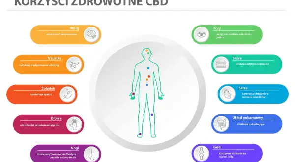 CBD wspiera mózg, łagodząc stres, co może pomóc w walce z objawami depresji. Grafika pokazuje też korzyści dla oczu, skóry, serca, układu pokarmowego, trzustki, żołądka, dłoni i nóg.