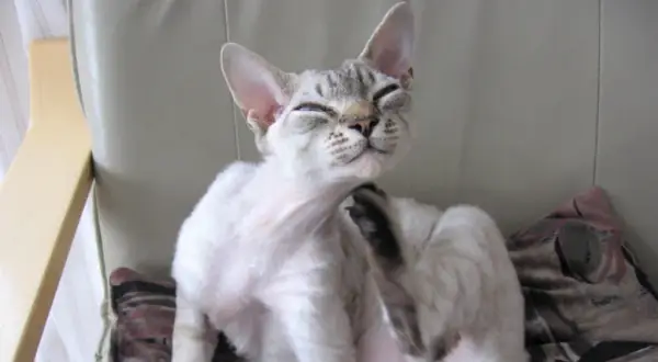 Devon rex niebieski – wyjątkowy kot o niezwykłym charakterze i cenie