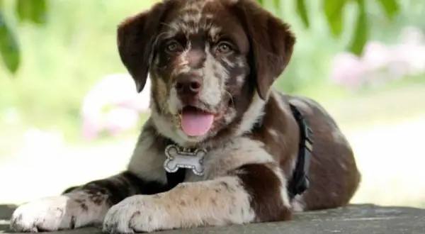 Ein süßer Aussie-Welpe mit Merle-Fell liegt entspannt im Freien. Er trägt ein Halsband mit Knochenanhänger, das an aussiedor krankheiten erinnert.
