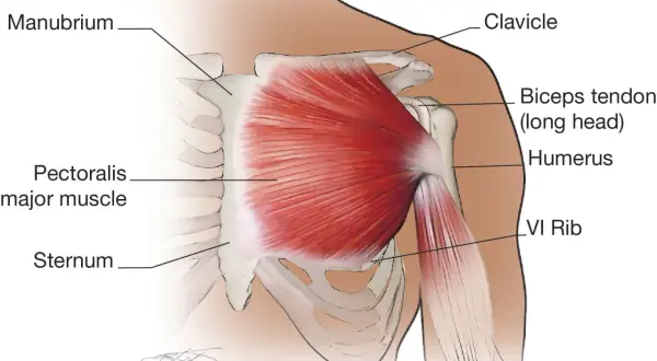 Anatomia klatki piersiowej: widoczny mięsień mostkowy (pectoralis major muscle), obojczyk, rękojeść mostka, żebro VI i kość ramienna.