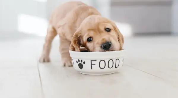 Uroczy szczeniak z nosem w misce z napisem "FOOD". Wskazówka, jak karmić szczeniaki 2 dniowe.