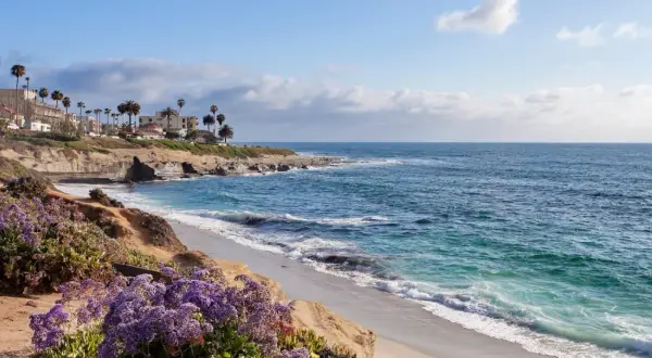 Flores moradas adornan las **playas de La Jolla**, con palmeras y casas en los acantilados, y el océano azul brillante.