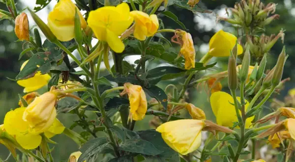 Gelbe Nachtkerzen blühen, einige Blüten sind welk. Vorsicht: Nachtkerze giftig für Haustiere.