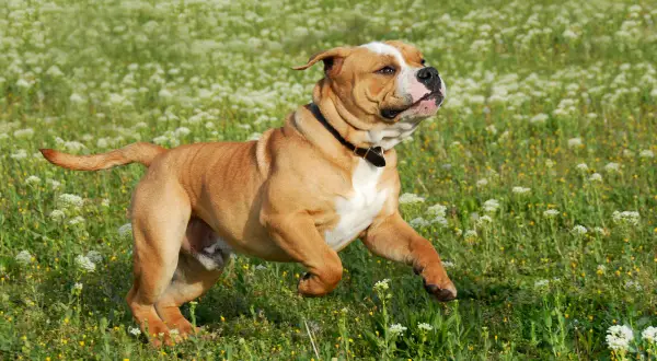 Ein kräftiger Continental Bulldog rennt fröhlich über eine blumenübersäte Wiese.