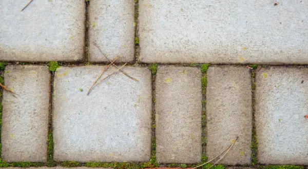 Szara kostka brukowa z mchem i igłami sosny.