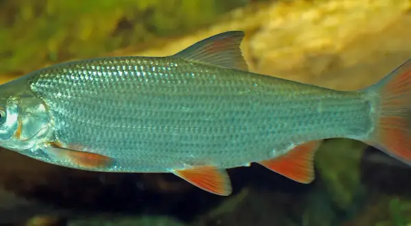 Un poisson hotu aux nageoires orangées, aux écailles argentées, nage dans une eau trouble.