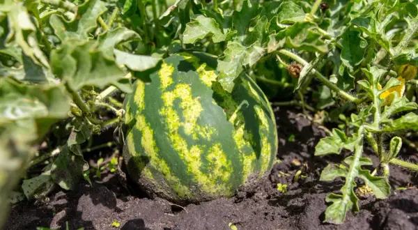 Dojrzewający arbuz w gruncie, otoczony zielonymi liśćmi. Słońce podkreśla jego paski.