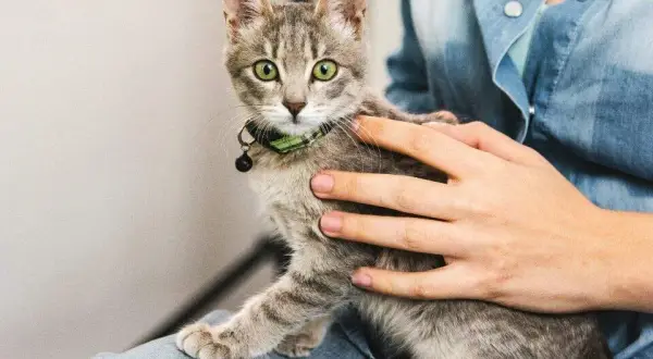 A qué edad se puede castrar un gato hembra y evitar problemas de salud