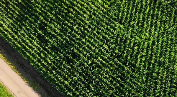 Campo di mais visto dall'alto, un esempio di monocoltura significato: coltivazione di un'unica specie vegetale su vasta scala.