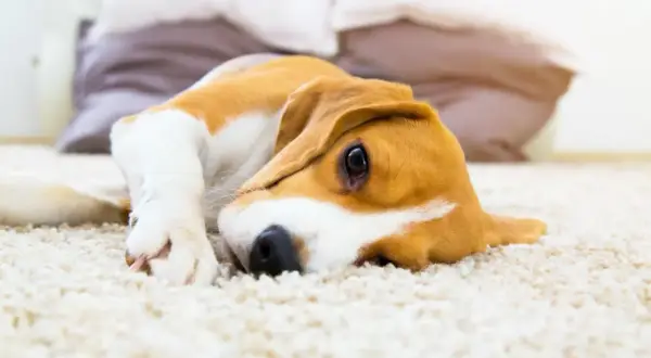 Smutny beagle leży na dywanie, zastanawiając się, czy pies może jeść żelki.