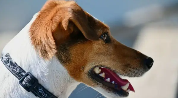 Portret Jack Russell Terriera z otwartym pyskiem. Wady tej rasy to m.in. nadmierna szczekliwość i upór.