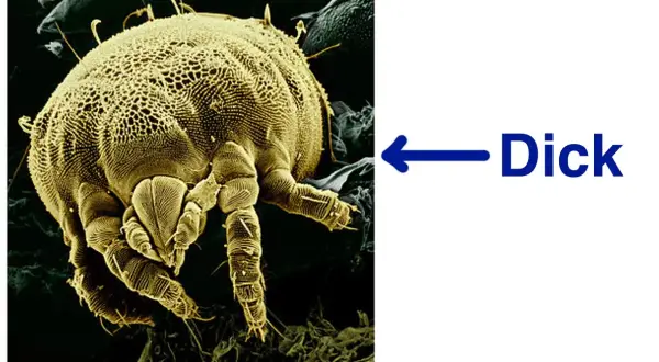 Microscopic view of a dust mite, a common allergen found in mattresses.