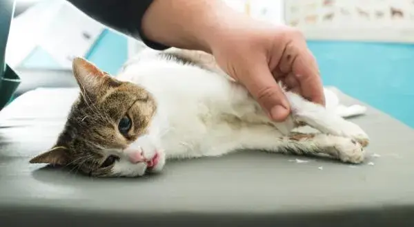 Cómo sé si mi gato tiene fiebre: síntomas que no debes ignorar