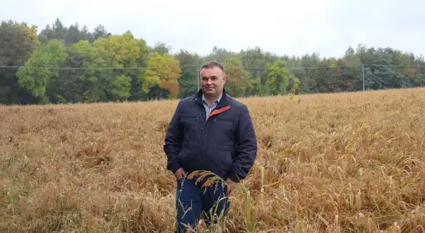 Rolnik w polu prosa, oceniający plon. Zastanawia się, ile prosa z hektara uda się zebrać w tym roku.