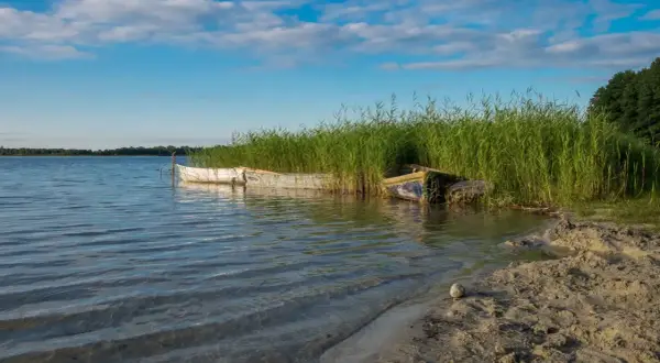 Dwa stare łodzie przy brzegu dużego jeziora, otoczone wysoką trzciną. Niebo błękitne z białymi chmurami.