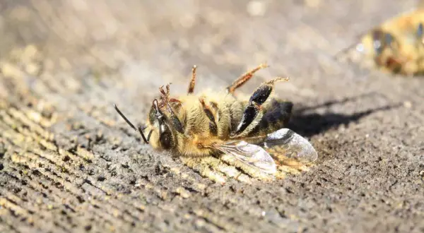 Un'ape morta giace su un tronco di legno. Un triste segno della moria delle api, un problema che minaccia il nostro ecosistema.