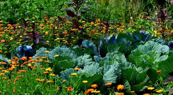 Ein bunter Garten mit Kohlköpfen, orangefarbenen Blumen und dunklem Blattgemüse. Hier wachsen die guten Nachbarn im Einklang.