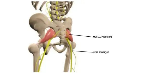 Anatomie du bassin montrant le muscle piriforme et le nerf sciatique, souvent impliqués dans le syndrome du piriforme.