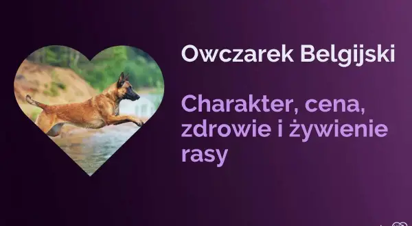 Owczarek belgijski w skoku, jeden z wielu rodzajów owczarków. Poznaj jego charakter, zdrowie i żywienie.
