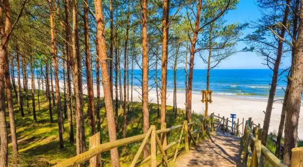 Ścieżka przez sosnowy las prowadzi na piaszczystą plażę. Widok na Bałtyk przypomina polskie wyspy.
