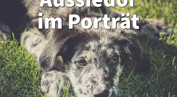 Ein süßer Aussiedor (Labrador Australian Shepherd Mix) liegt im Gras und schaut in die Kamera.