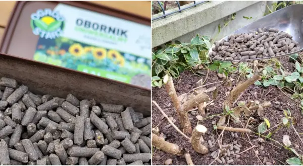Granulat obornika bydlęcego w łopatce i w pojemniku, obok przyciętych gałęzi roślin.